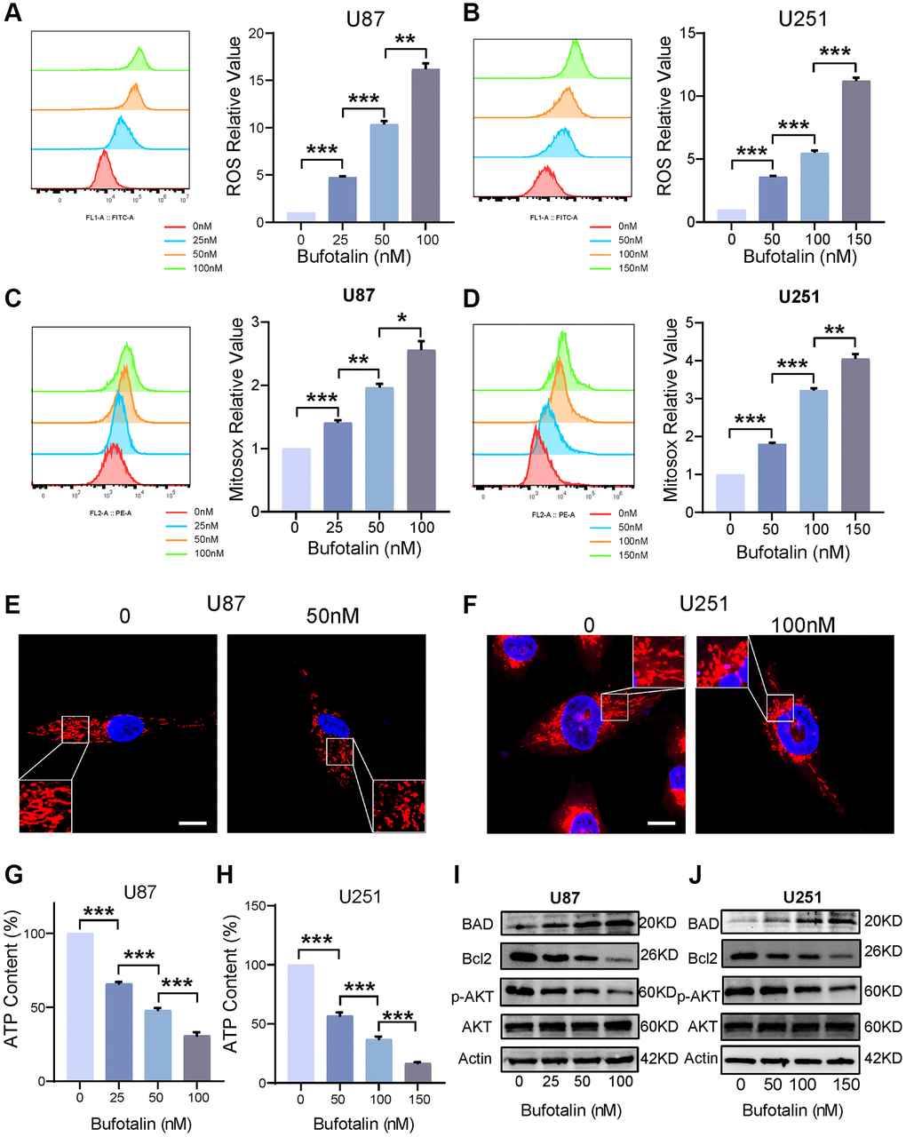 Bufotalin promoted mitochondrial dysfunction by increasing ROS and decreasing the phosphorylation of AKT. (A, B) ROS quantification was determined by flow cytometry using the H2DCFDA. (C, D) mitoROS quantification was determined by flow cytometry using the MitoSox. (E, F) Mitochondrial morphology was determined by Mito tracker using the confocal. (G, H) Decrease in ATP levels with increasing bufotalin concentration. (I, J) The expression levels of Bcl2, BAD, AKT and p-AKT were analyzed by western blot. Data are the mean ± SD of triplicate samples. Significant differences compared with the control are indicated by *p **p ***p 