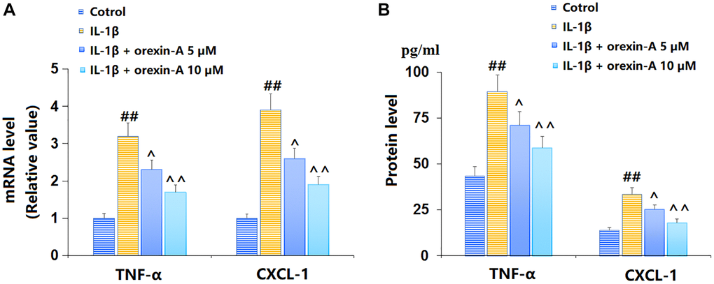 Treatment with orexin-A inhibited IL-1β-induced expression of pro-inflammatory cytokines. Cells were stimulated with IL-1β (10 ng/ml) in the presence or absence of orexin-A (5 and 10 μM) for 12 hours. (A) mRNA of TNF-α and CXCL-1; (B) Protein levels of TNF-α and CXCL-1 (##P ^, ^^P n = 6).