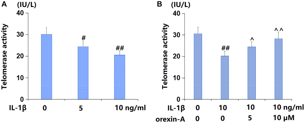 Treatment with orexin-A ameliorated IL-1β-induced reduction in telomerase activity. (A) Cells were stimulated with IL-1β (5, 10 ng/ml) for 14 days. Telomerase activity was measured; (B) Cells were stimulated with IL-1β (10 ng/ml) with or without orexin-A (5 and 10 μM) for 14 days. Telomerase activity was measured (#, ##P ^, ^^P n = 5).