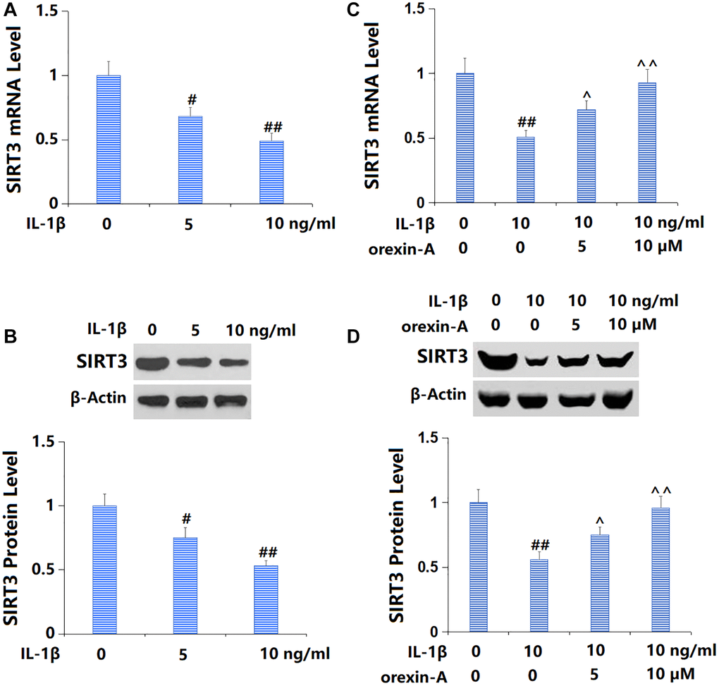 Treatment with orexin-A attenuated IL-1β-induced reduction of SIRT3. (A, B) Cells were stimulated with IL-1β (5, 10 ng/ml). mRNA and protein levels of SIRT3 were measured. (C, D) Cells were stimulated with IL-1β (10 ng/ml) with or without orexin-A (5 and 10 μM). mRNA and protein levels of SIRT3 were measured (#, ##P ^, ^^P n = 5).
