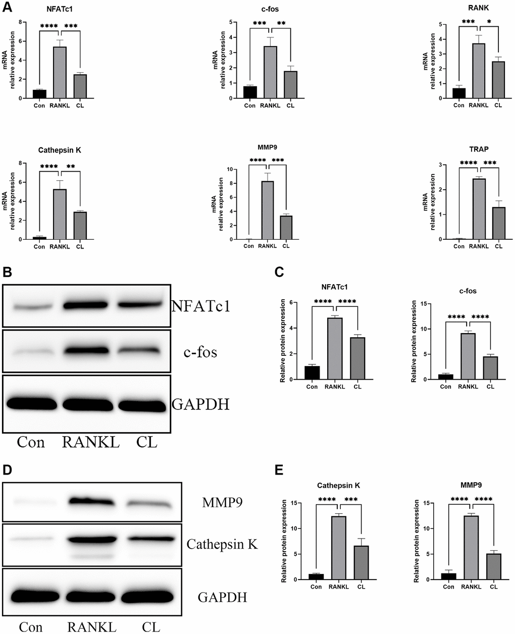 Inhibition of RANKL-induced NFATc1 and c-fos transcription and downstream related genes by CL. BMMs were treated with CL in osteoclast induction medium for 3 days. (A) The analysis of the relative mRNA levels of NFATc1, c-fos, RANK, Cathepsin K, MMP9, and TRAP. (B) The protein band image of NFATc1 and c-fos. (C) The expression quantifying of NFATc1 and c-fos. (D) The protein band image of Cathepsin K and MMP9. (E) The expression quantifying of Cathepsin K and MMP9. *P **P ***P ****P 