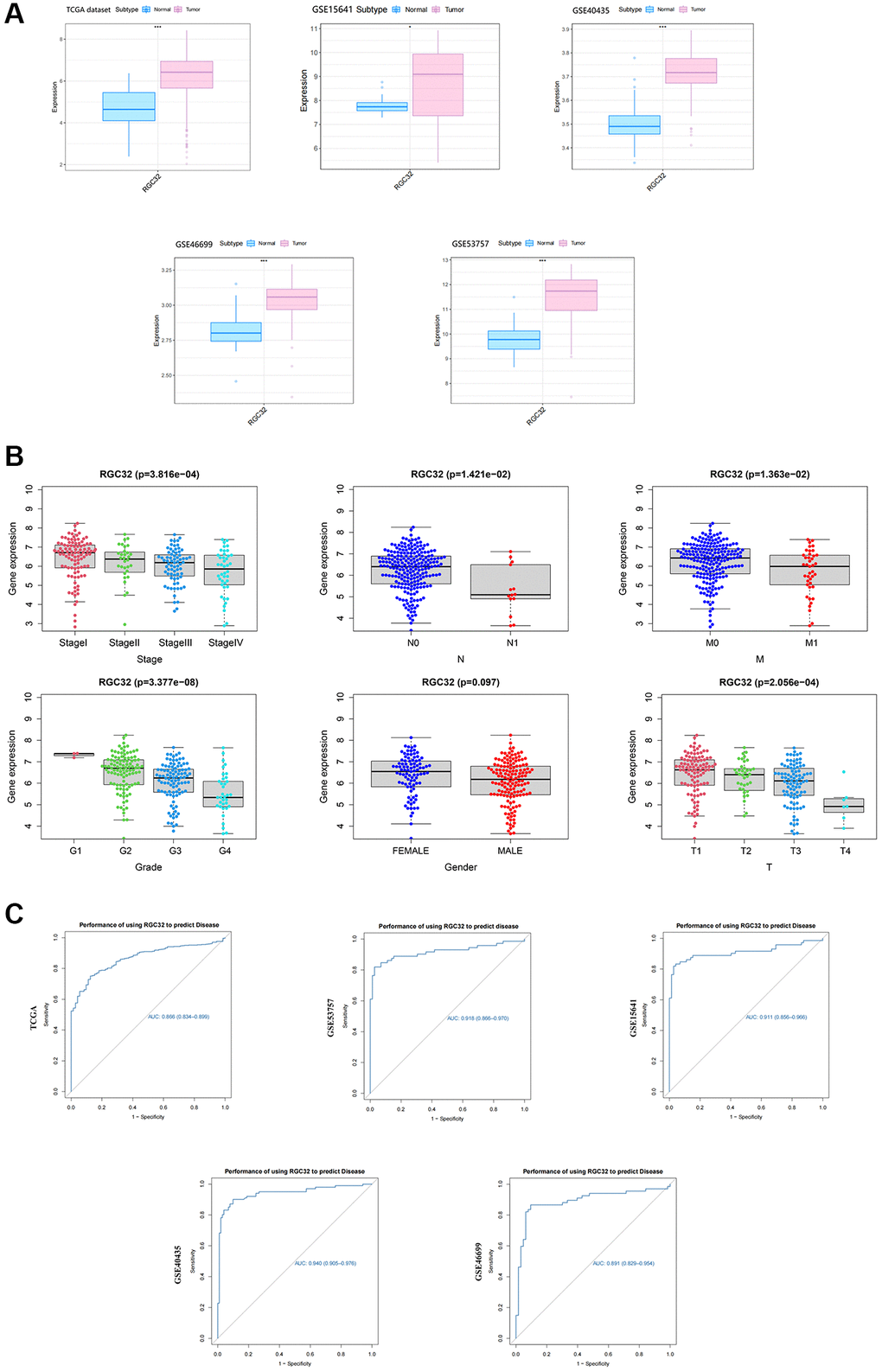 RGC32 is overexpressed in ccRCC and correlated with clinicopathological features. (A) Data from TIMER2.0 and GEPIA revealed that the overexpression of RGC32 was detected in ccRCC; (B) We analyzed the relationship between RGC32 and clinical symptoms, and RGC32 was significant with Gender, Grade, T, M, N, and Stage stages; (C) We explored the predictive efficacy of RGC32 by the ROC curve.