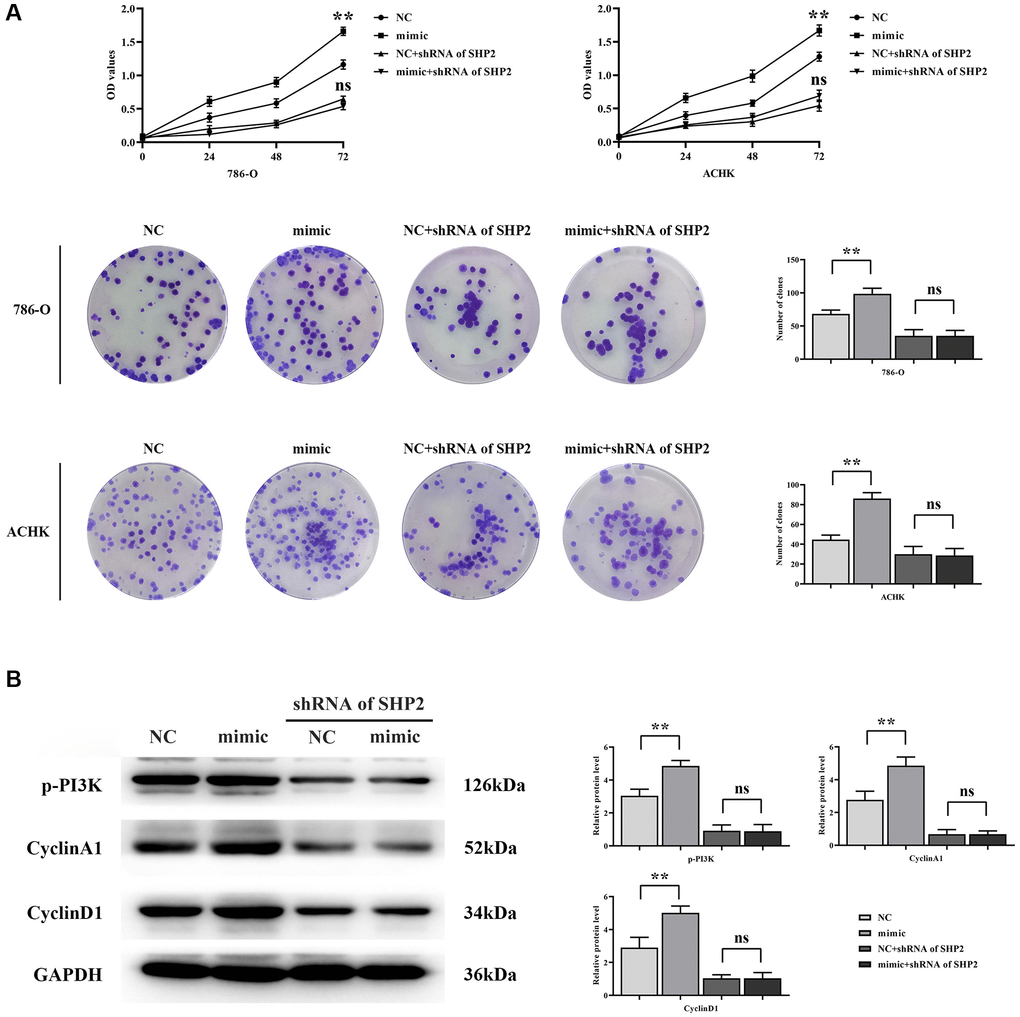 RGC32 can mediate the NF-κB/SHP2/EGFR signaling pathway and promote the proliferation of ccRCC cells. (A) CCK-8 and monoclonal proliferation assay results; (B) Protein band plots of p-PI3K, CyclinA1 and CyclinD1 and relative protein expression statistics. **p nsp > 0.05.