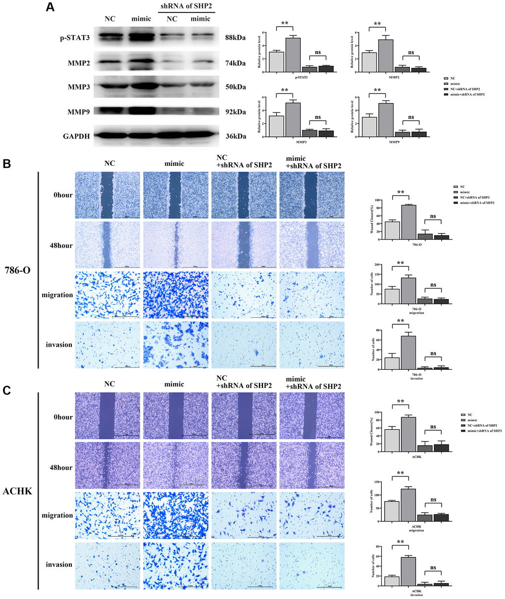 RGC32 can mediate the NF-κB/SHP2/EGFR signaling pathway and promote the migration and invasion of ccRCC cells. (A) Protein band plots of p-STAT3, MMP2, MMP3 and MMP9 and relative protein expression statistics; (B) Wound healing results of 786-O cells at 0 h and 48 h and transwell assay; (C) Wound healing results of ACHN cells at 0 h and 48 h and transwell assay. **p nsp > 0.05.