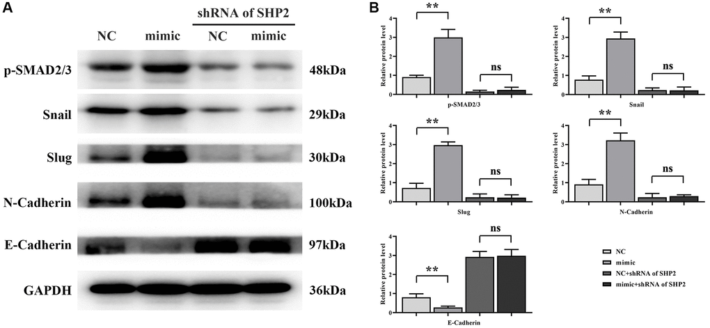RGC32 can mediate the NF-κB/SHP2/EGFR signaling pathway and promote the progression of EMT in ccRCC. (A) Band plots of protein expression for p-SMAD2/3, Snail, Slug, N-Cadherin and E-Cadherin; (B) Relative protein expressions of p-SMAD2/3, Snail, Slug, N-Cadherin and E-Cadherin. **p nsp > 0.05.