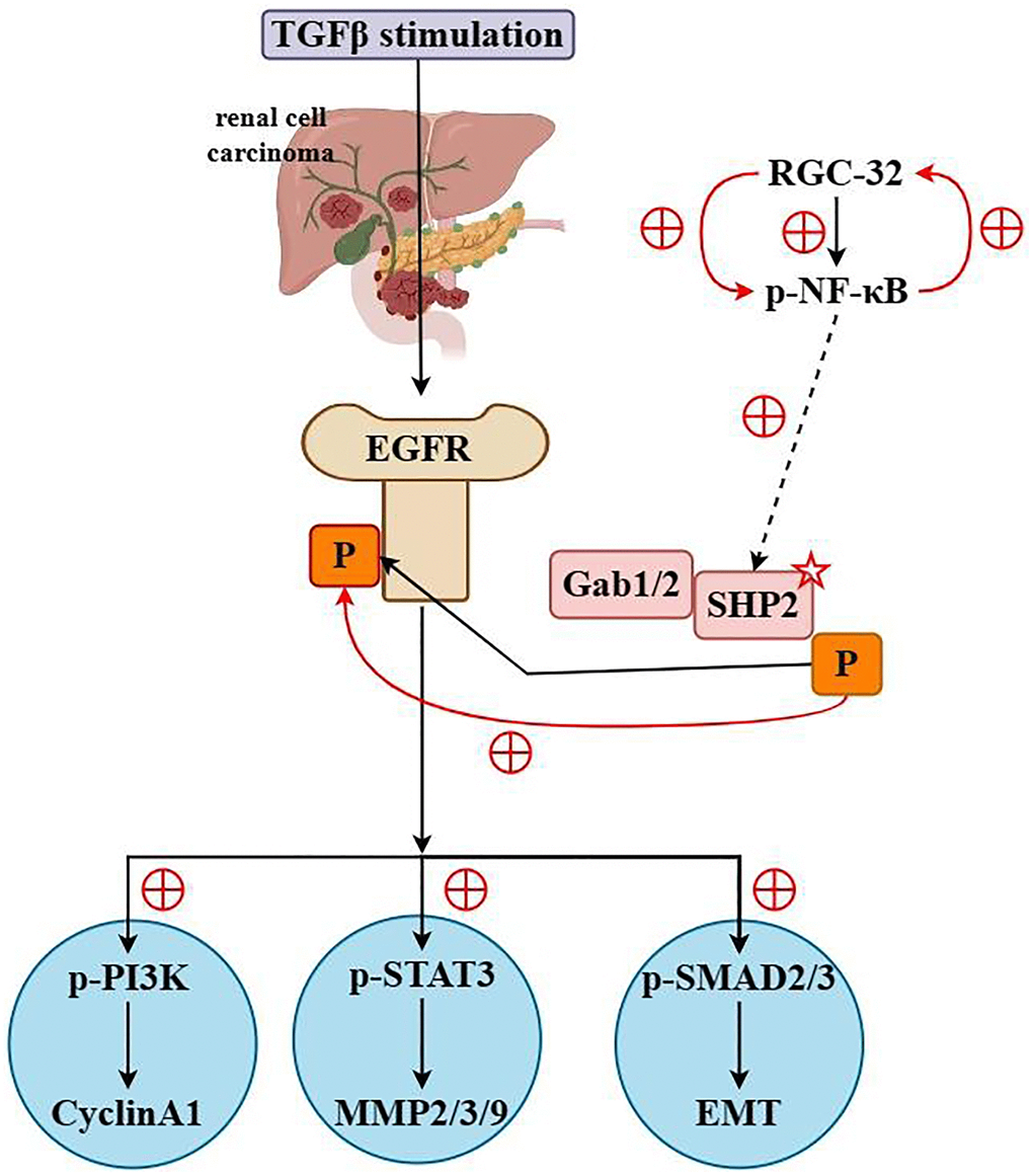 RGC32 promotes the progression of ccRCC by activating the NF-κB/SHP2/EGFR signaling pathway.