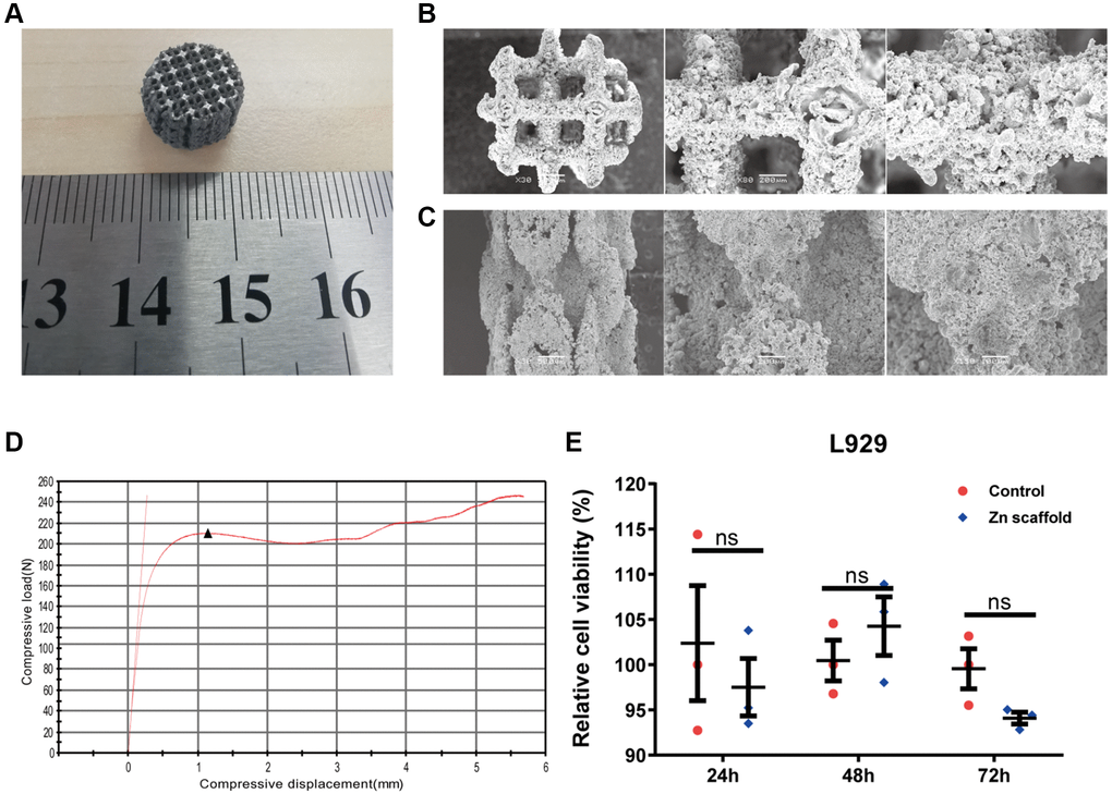 Preparation of 3D-printed porous zinc scaffold. (A) 3D-printed macroscopic image of a porous zinc scaffold; (B) SEM images of the porous zinc scaffold at 30, 80, and 150 times magnification in the frontal view; (C) SEM images of the porous zinc scaffold at 30, 80, and 150 times magnification in the side view; (D) Stress-strain plot of the 3D-printed porous zinc scaffold, with compressive displacement on the x-axis and compressive load on the y-axis, where the black triangles represent the first peak compressive load; (E) In vitro cytotoxicity evaluation of the 3D-printed porous zinc scaffold.