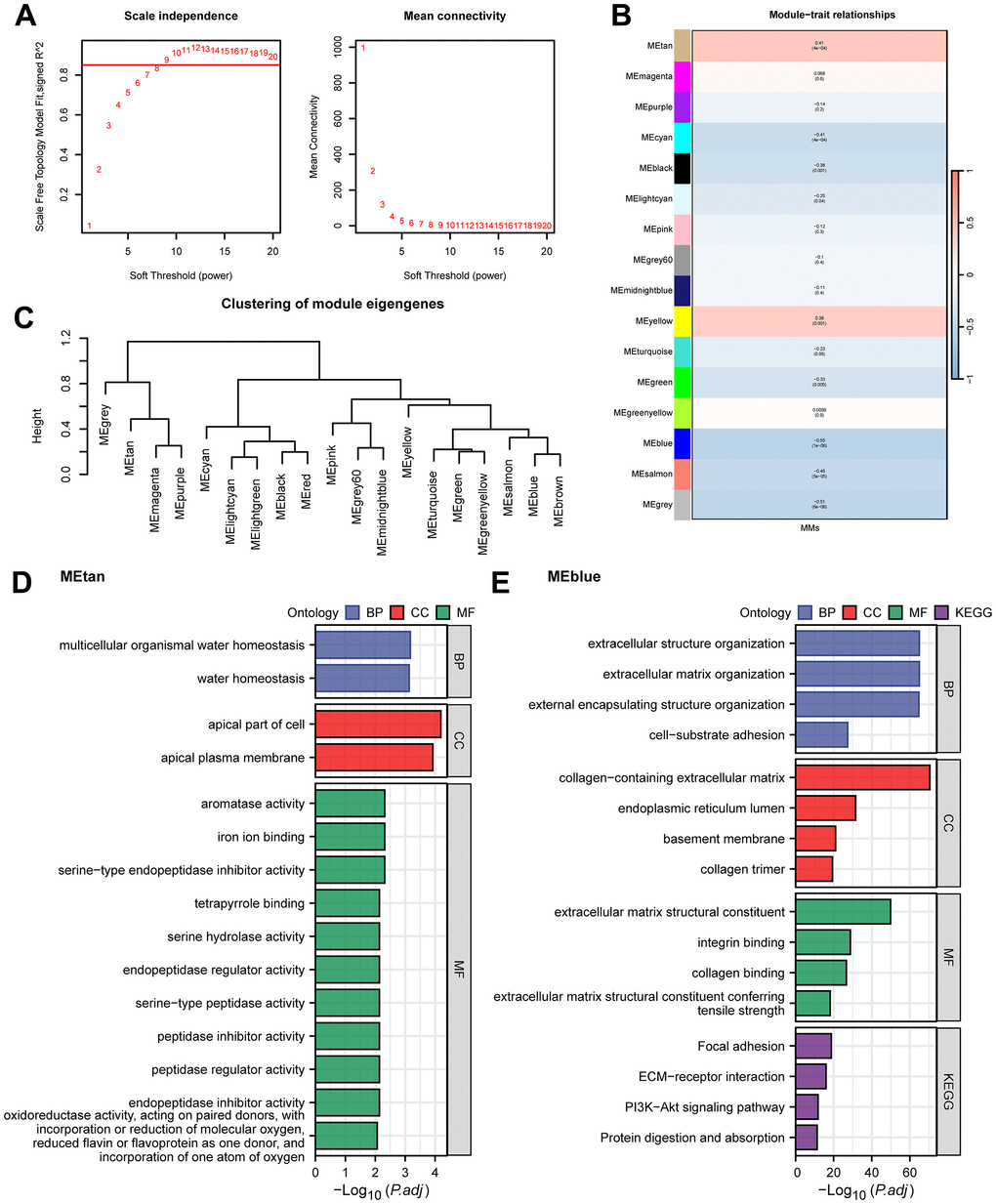 WGCNA analysis and GO/KEGG analysis. (A) WGCNA threshold screening graph. (B) The correlation heatmap between WGCNA module genes and MMs. (C) WGCNA module clustering tree. (D, E) GO/KEGG enrichment analysis of METan (D) module genes and MEblue (E) module genes.