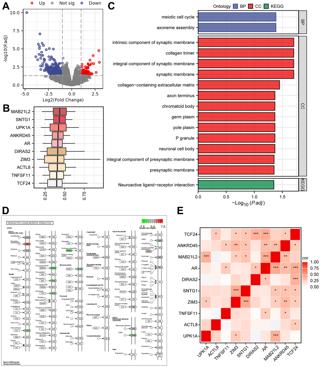 The results of Gene Ontology (GO) and KEGG pathway analyses. (A) Volcano plot of DEGs grouped as high- and low-risk using the Cox regression model. (B) Box plots showing the functional similarity analysis of the top 10 genes. (C) Bar plots displaying the results of GO and KEGG pathway enrichment analyses of the DEGs. (D) Pathway map for the Neuroactive ligand-receptor interaction pathway, with color mapping from green to red indicating increasing logFC values. (E) Correlation heatmap for the top 10 functionally similar genes.