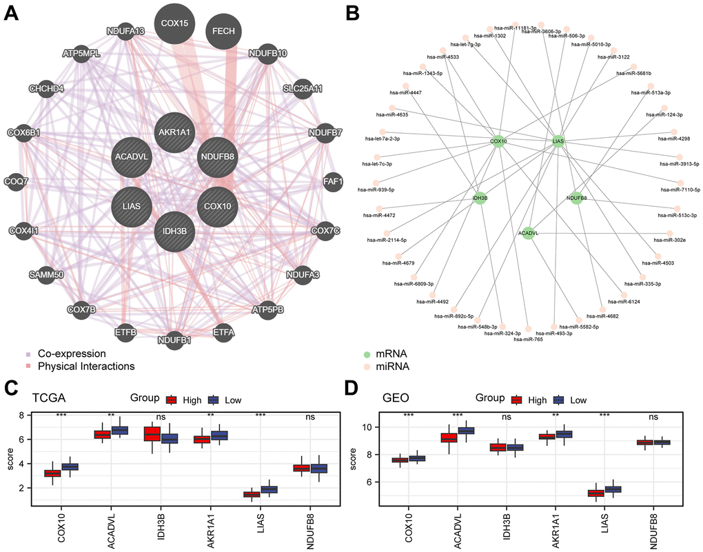 Analysis of key genes. (A) Interaction network of functionally related genes of key genes in the GeneMANIA website. (B) Network diagram of mRNA-miRNA. The green nodes represent the key genes (mRNA), and the pink nodes represent miRNA. (C, D) Grouped comparative graphs of high- and low-risk groups of key genes in the TCGA-ESCC dataset (C) and the combined GEO dataset (D).