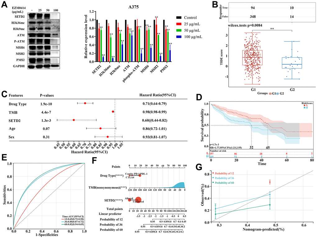 The impact of SETD2 dysfunction on immunotherapy response in melanoma. (A) Western blotting evaluated the protein level of SETD2, H3K36me3, K3K9me3, ATM, pATM, MSH2, MSH6, PMS2, and GADPH, respectively, in A375 cells cultured in EZM0414 at different concentrations. (B) TIDE score of TCGA-SKCM samples with different SETD2 mutation status (G1: TCGA-SKCM samples without SETD2 mutation; G2: TCGA-SKCM samples with SETD2 mutation). (C) The hazard ratio of clinical parameters including drug type, TMB, SETD2 mutation status, age, and sex for melanoma samples with immunotherapy from MSKCC database using Cox multivariate survival analysis. (D) The KM survival analysis of Cox hazards model using drug type, TMB, and SETD2 mutation status. (E) The ROC of Cox hazards model for predicting 1-year, 3-year, and 5-year survival. (F) Nomogram depicting the prognosis-predictive value of clinicopathological parameters and SETD2 status. (G) Calibration curves depicting the specificity and accuracy of the nomogram. *p 