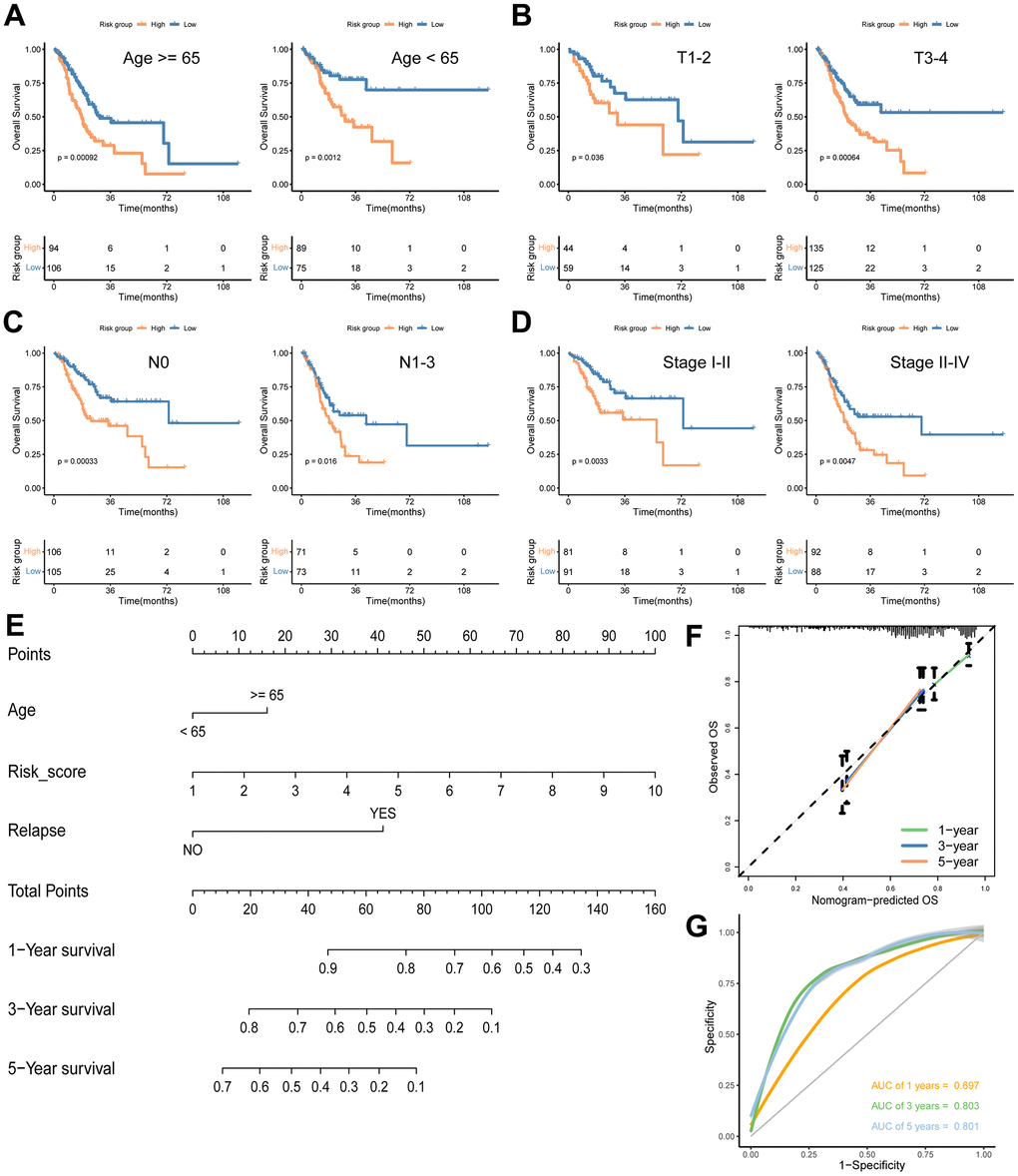 Analyses of associations between the signature risk score and other clinical parameters. Survival analyses according to age (A), T stage (B), N stage (C) and stage (D). (E) A nomogram including age, risk score and relapse for predicting 1-, 3-, and 5- year survival in GC. Calibration curves (F) and ROC curves (G) at 1-, 3-, and 5-year are used for determining the efficacy and reliability of the monogram.