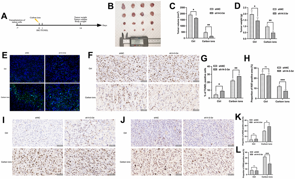 14-3-3σ promotes the carbon ion radiosensitivity of PAAD cells in vivo. (A) The overall design of the in vivo experiments. (B–D) Macro images, tumor volume, and tumor weight of the excised tumors for each group (4 mice/group). (E, F) Representative 40× images of TUNEL immunofluorescence (IF) staining and immunohistochemical (IHC) staining of Ki67 of tumor tissue in sections in different groups at 24 h after 5 Gy carbon ion irradiation. (G, H) Respective percentage of TUNEL-positive cells in the excised tumor by quantitative analysis. (H) Respective percentage of Ki67-positive area in the excised tumor by quantitative analysis. (I, J) Representative 40× images of IHC staining of γH2AX, and RPA2 of tumor tissue in sections in different groups at 24 h after 5 Gy carbon ion irradiation. (K, L) Respective percentage of γH2AX-, RPA2-positive area in the excised tumor by quantitative analysis. Data were presented as the mean ± standard deviation (SD); *p p p p 