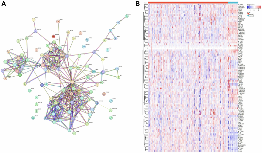 Landscape of DRGs. (A) PPI network of DRGs. (B) Heatmap of DRGs related expression profile.