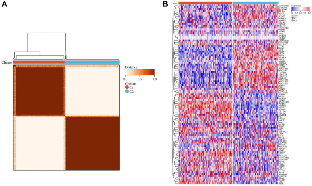 Consensus clustering analysis. (A) Represents that when k = 2, the matrix heatmap was neatly classified. (B) Heatmap of DRGs-related expression profile in cluster C1 and C2 subtypes.