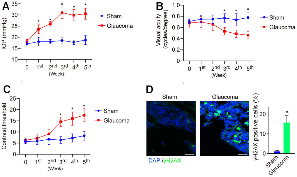 Visual function and DNA damage in the mice model of HS-induced glaucoma. (A) IOP was dynamically monitored weekly using a tonometer for 5 weeks. (B) Visual acuity was measured by monitoring the spatial frequency threshold of each animal responding to the rotating grating at a speed of 12°/s. (C) Contrast sensitivity was determined by taking the reciprocal of the contrast threshold until the mouse without any response. (D) DNA damage of the mice's retina at the end of the 5th week was detected by immunofluorescence. *p