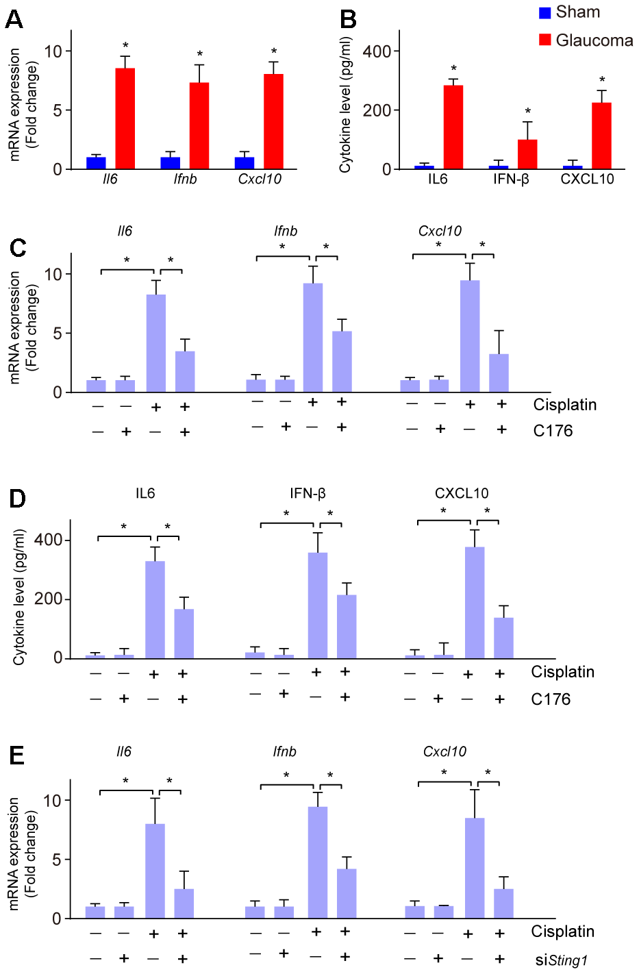 Inflammatory response to cGAS-STING activation in glaucoma. (A) The mRNA expression of Il6, Ifnb, and Cxcl10 in glaucoma was detected by real-time PCR. (B) ELISA analysis was conducted to measure the level of IL-6, IFN-β, and CXCL10 in glaucoma. (C) mRNA expression of Il6, Ifnb, and Cxcl10 in RGC-5 cells treated with cisplatin, followed by C176 was detected by real-time PCR. (D) The cytokine level of Il6, Ifnb, and Cxcl10 in RGC-5 cells treated with cisplatin, followed by C176 was detected by ELISA. (E) Genetic inhibition of cGAS-STING combined with cisplatin on the expression of Il6, Ifnb, and Cxcl10 in RGC-5 cells was detected by real-time PCR. *p