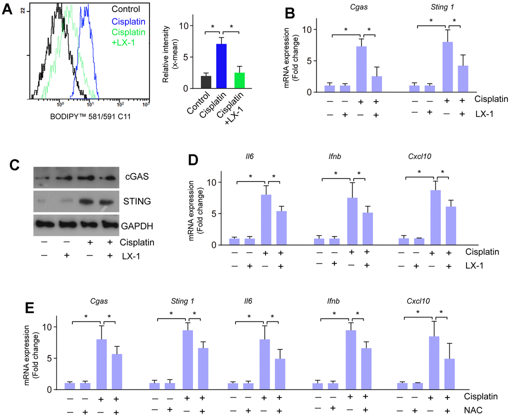 Lipid oxidation modulates the activation of cGAS-STING induced by cisplatin. (A) Lipid oxidation was detected when RGC-5 cells were treated with cisplatin followed by LX-1. (B) mRNA expression of cGAS and STING was detected by real-time PCR when RGC-5 cells were treated with cisplatin followed by LX-1. (C) Protein expression of cGAS and STING was detected by western blot when RGC-5 cells were treated with cisplatin followed by LX-1. (D) mRNA expression of Il6, Ifnb, and Cxcl10 was detected by real-time PCR when RGC-5 cells were treated with cisplatin followed by LX-1. (E) The mRNA expression of cGAS, STING, Il6, Ifnb, and Cxcl10 was detected by real-time PCR in RGC-5 cells that were treated with cisplatin followed by NAC. *p