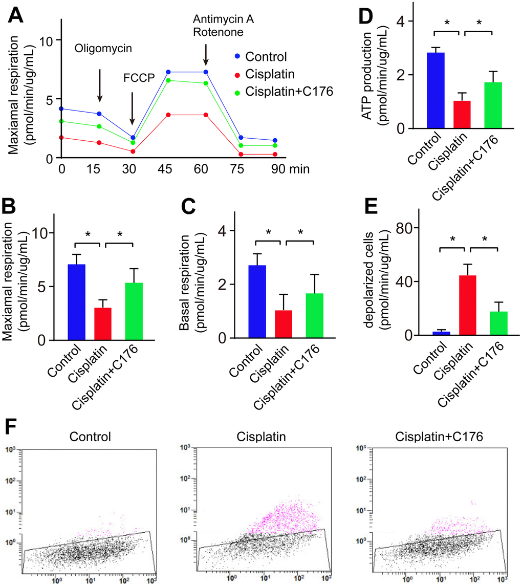 Cisplatin induces lipid oxidation by causing mitochondrial dysfunction. (A, B) Maximal respiration was detected in RGC-5 cells when treated with cisplatin followed by C176. (C) Basal respiration was detected in RGC-5 cells when treated with cisplatin followed by C176. (D) ATP production was recorded in RGC-5 cells when treated with cisplatin followed by C176. (E, F) Mitochondrial membrane potential was determined in RGC-5 cells when treated with cisplatin followed by C176. *p