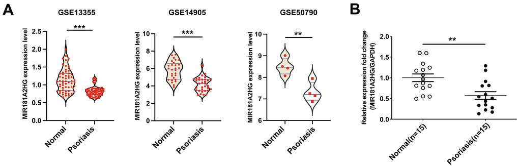 MIR181A2HG was down-regulated in psoriatic skin lesions. (A) The datasets GSE13355, GSE14905 and GSE50790 were downloaded to analyze the expression of MIR181A2HG in skin tissues. (B) qRT-PCR was performed to detect the expression of MIR181A2HG in skin tissues from psoriasis patients and normal individuals. **PP