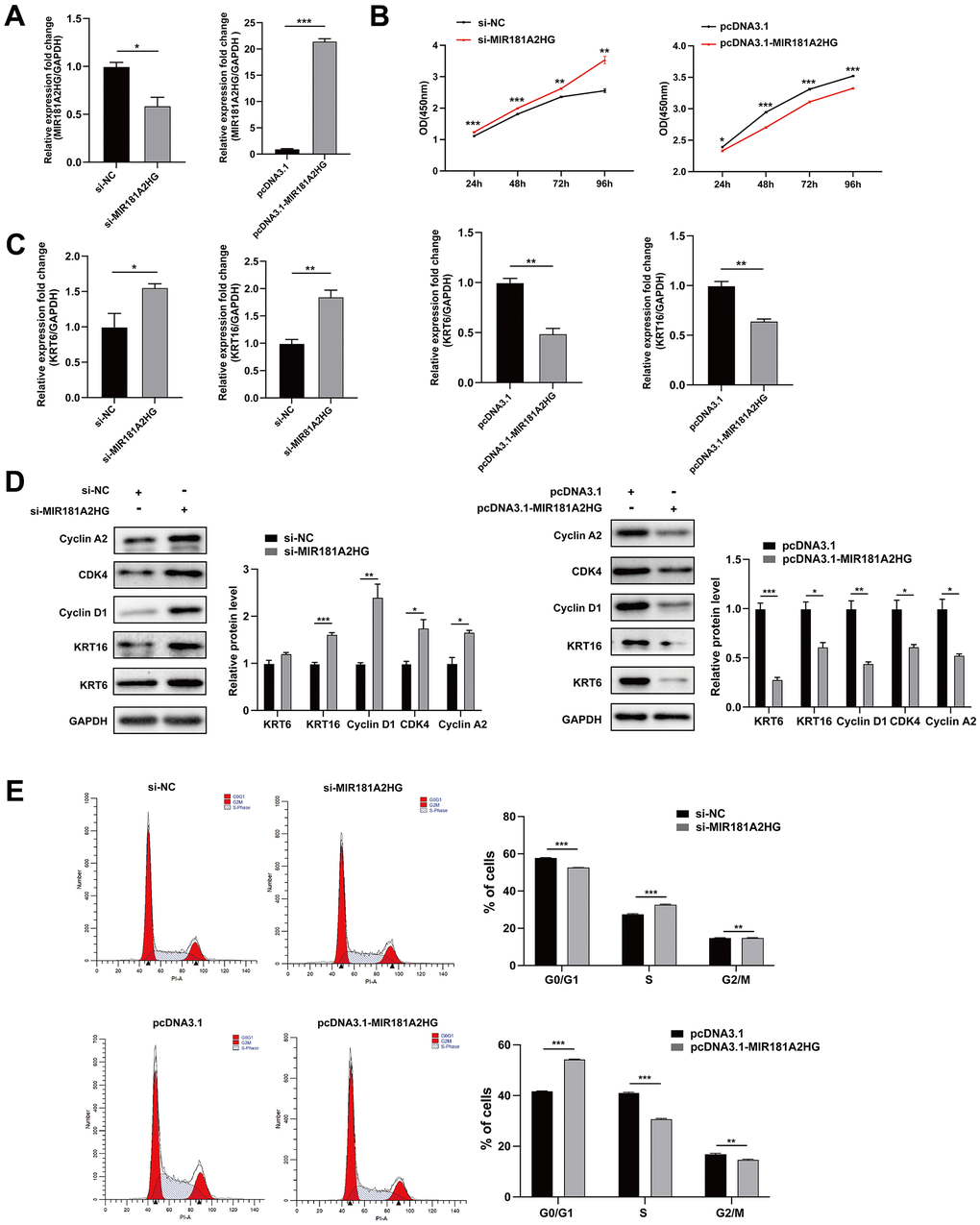 MIR181A2HG negatively regulated keratinocytes proliferation. (A) The efficiency of interference and overexpression of MIR181A2HG in HaCaT keratinocytes was detected. (B) The effects of interference or overexpression of MIR181A2HG on cell viability were assessed using CCK-8 kit. (C) HaCaT keratinocytes transfected for 48 hours were harvested and qRT-PCR was used to evaluate the effects of interference or overexpression of MIR181A2HG on KRT6 and KRT16 mRNA level. (D) Western blotting was applied to detect the effects on Cyclin A2, CDK4, Cyclin D1, KRT6 and KRT16 protein level. GAPDH served as an internal reference. (E) Flow cytometry was performed to analyze the effects on cell cycle distribution. *PPP