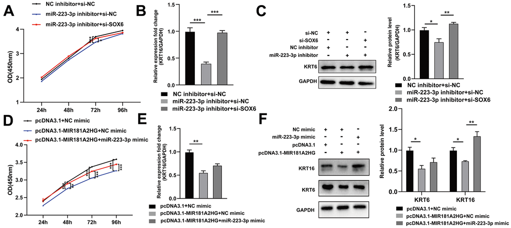 The MIR181A2HG/miR-223-3p/SOX6 axis regulated the proliferation of HaCaT keratinocytes. (A) CCK-8 kit was applied to detect the cell viability of HaCaT keratinocytes co-transfected with NC inhibitor/miR-223-3p inhibitor and si-NC/si-SOX6. (B, C) qRT-PCR and Western blotting were performed to detect the KRT6/KRT16 level in HaCaT keratinocytes co-transfected with NC inhibitor/miR-223-3p inhibitor and si-NC/si-SOX6. (D) CCK-8 kit was applied to detect the cell viability of HaCaT keratinocytes co-transfected with pcDNA3.1/pcDNA3.1-MIR181A2HG and NC mimic/miR-223-3p mimic. (E, F) qRT-PCR and Western blotting were performed to detect the KRT6/KRT16 level in HaCaT keratinocytes co-transfected with pcDNA3.1/pcDNA3.1-MIR181A2HG and NC mimic/miR-223-3p mimic. GAPDH served as an internal reference. *PPP