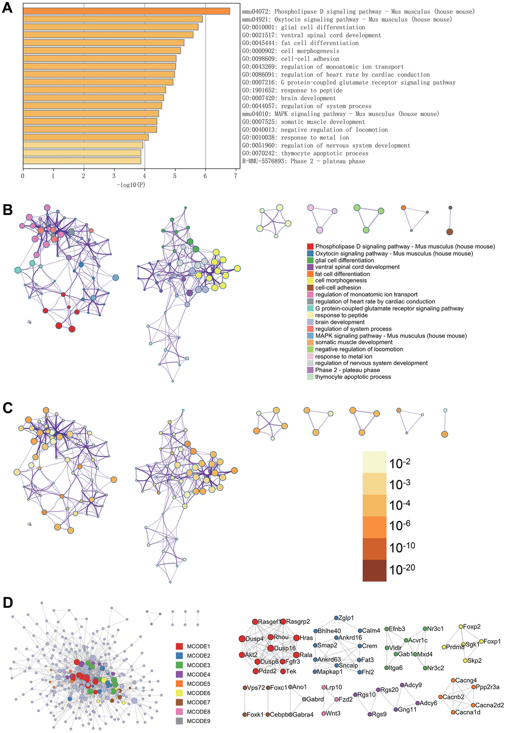 Metascape enrichment analysis. (A) Bar graph of enriched terms across input gene lists, colored by p-values. (B) Network of enriched terms: colored by cluster ID, where nodes that share the same cluster ID are typically close to each other. (C) colored by p-value, where terms containing more genes tend to have a more significant p-value. (D) Protein-protein interaction network. MCODE components identified in the gene lists.