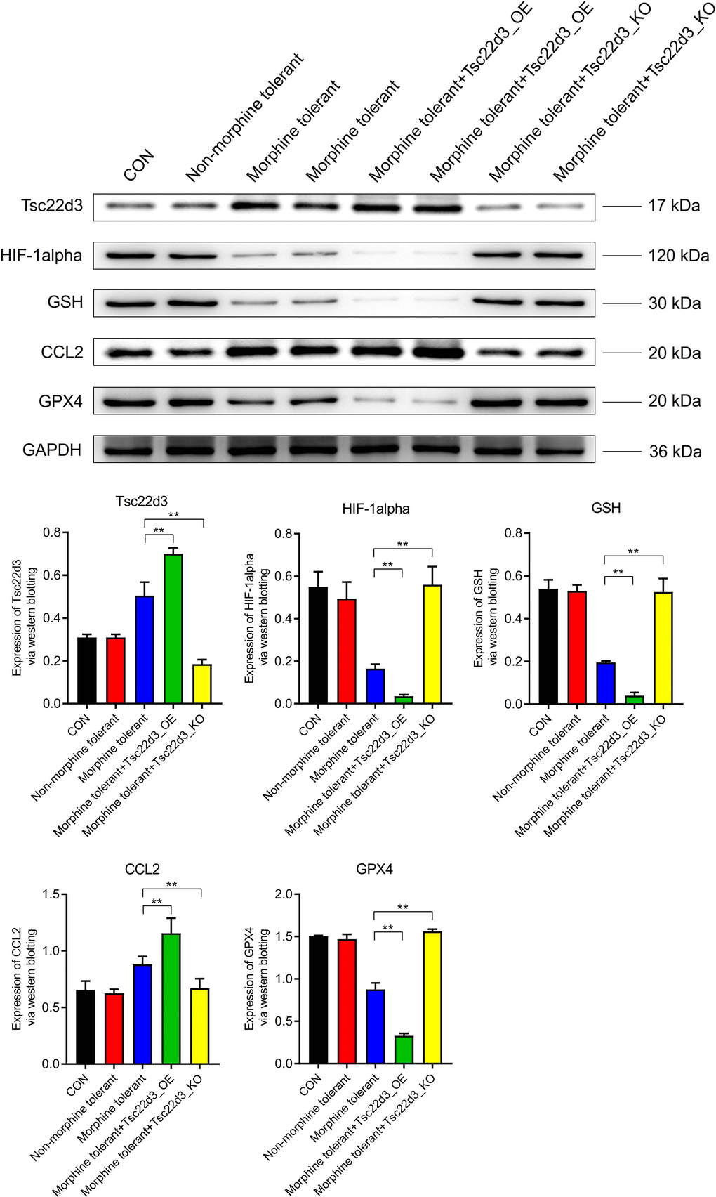 Effect of Tsc22d3 on iron death-related pathway protein expression in morphine tolerance.