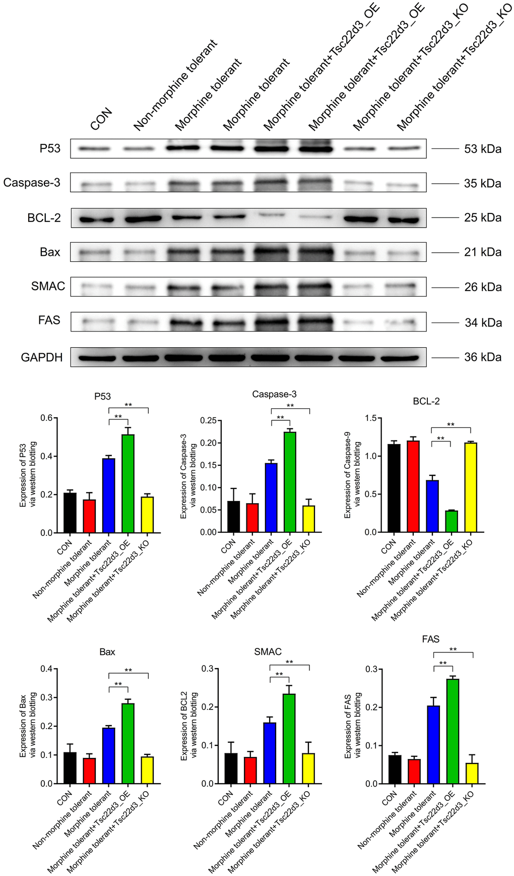 Tsc22d3 promotes apoptosis of brain cells in morphine tolerance.