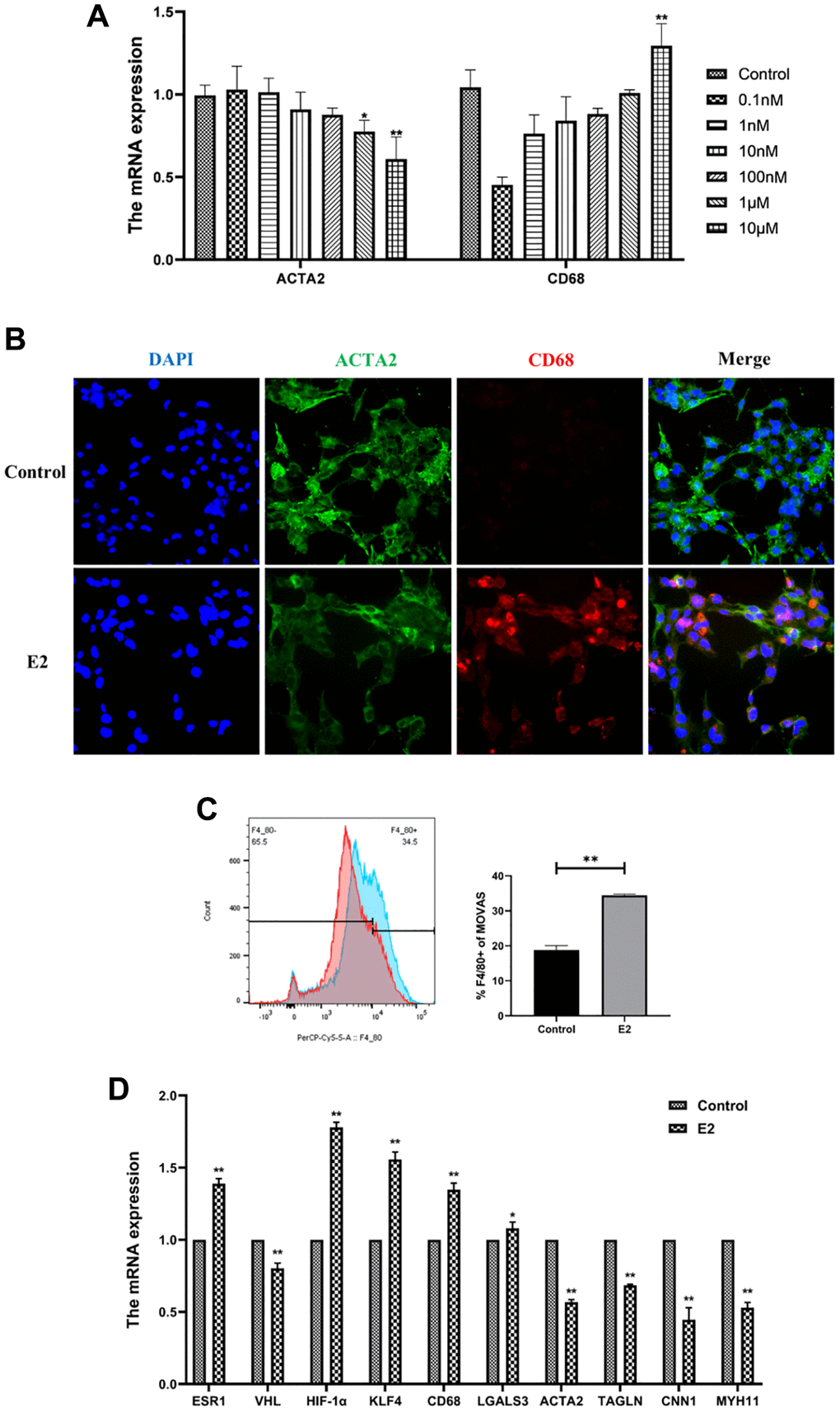E2 induces transformation of MOVAS cells into a macrophage-like phenotype. (A) MOVAS cells were treated with E2 (0.1 nM, 1 nM, 10 nM, 100 nM, 1 μM, and 10 μM) for 4 days. The contractile phenotype marker, ACTA2, and the macrophage marker, CD68, were detected by qRT-PCR. (B–D) MOVAS cells were treated with 10 μM E2 for 4 days (n = 4). (B) ACTA2 and CD68 levels in MOVAS cells were detected by immunofluorescence analysis. (C) F4/80 antibody expression on the surface of MOVAS cells was detected by FCM analysis (n = 3). (D) Contraction phenotype-related markers (ACTA2, TAGLN, CNN1, and MYH11) and macrophage-like phenotype-related markers (CD68 and LGALS3) in MOVAS cells were evaluated by qRT-PCR (n = 4). *P **P 