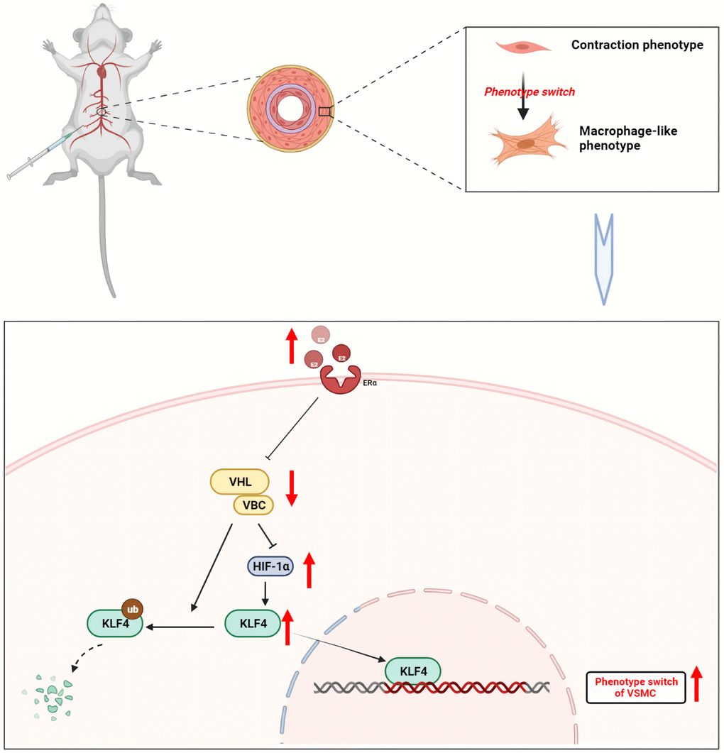 Mechanism of estrogen-induced conversion of VSMCs to a macrophage-like phenotype leading to inflammation in mouse aorta. Upon binding to its receptor, estrogen inhibits the binding of VHL/VBC. VHL induces both ubiquitination degradation of KLF4 and acts to hydrolyze HIF-1α. When VHL expression is reduced, KLF4 expression rises, which in turn enters the nucleus and participates in the phenotype of vascular smooth muscle cells. Created with BioRender.