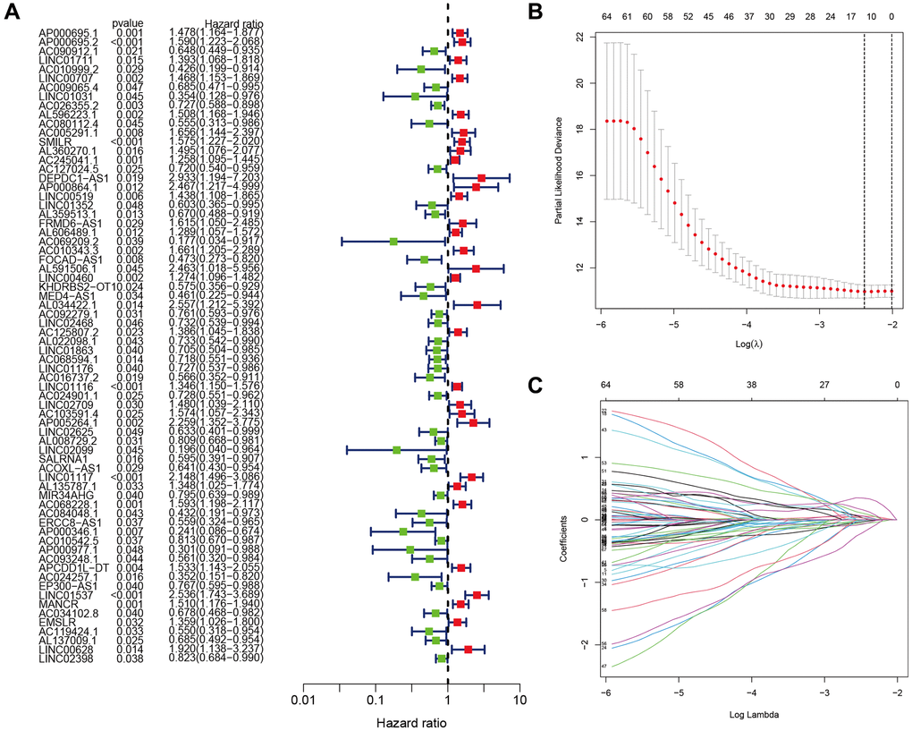 Identification of the anoikis-related lncRNA (ARLR) signature for LUAD patients. Various lncRNAs linked to high or low risk are shown in a forest plot according to the results of univariate Cox regression. (A) ARLR screening using LASSO regression at the minimal cross-validation point. (B) Each independent variable’s trajectory (C).