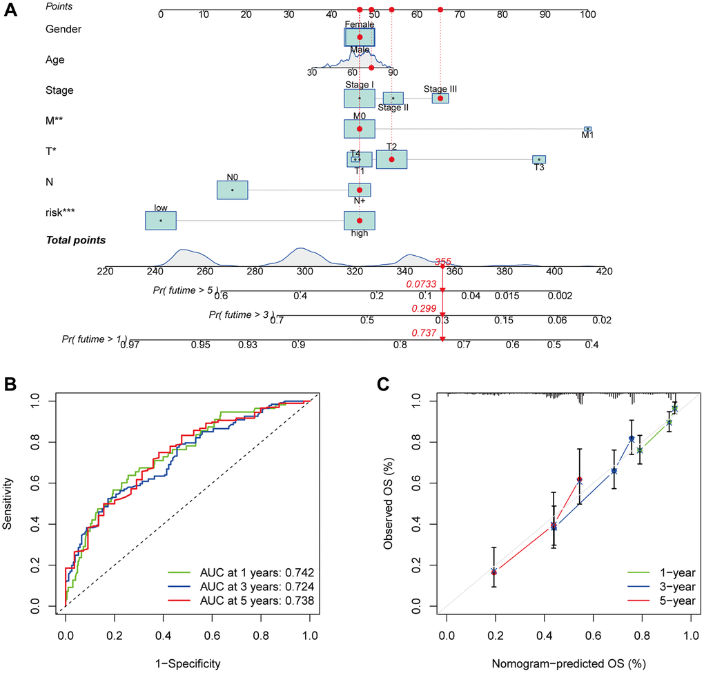 Survival and prognostic prediction using nomogram and clinical features in LUAD patients. An OS prediction nomogram for LUAD patients (A). The nomogram’s prognostic value was shown by the time-dependent ROC curves (B) and calibration curves (C) for 1, 3, and 5-year OS.
