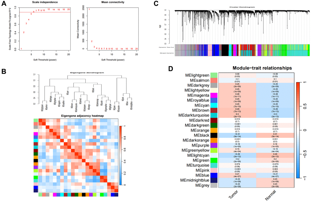 Consensus module analysis of CC using WGCNA. (A) Scale-free topology model fit (R2 > 0.98) and mean connectivity. (B) Association between the gene modules. (C) Cluster dendrogram for CC. (D) Heatmap analysis of modules and clinical features in CC.