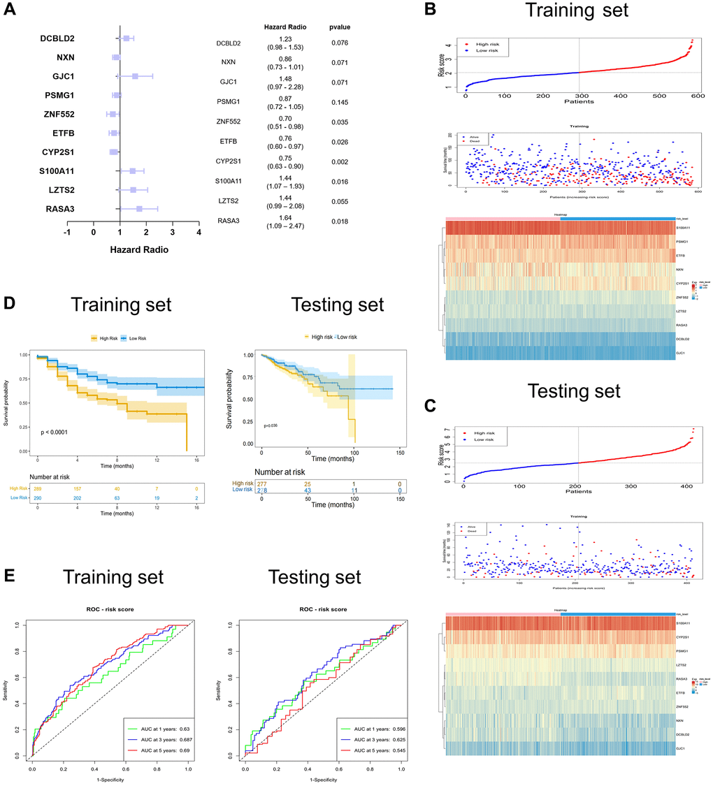 Identification and validation of the ten-SERGs risk model. (A) The forest plot of ten-SERGs prognostic model. The risk score distribution, survival status, and heat map of ten SERGs in (B) training set and (C) testing set. (D) Patients in low-risk groups had longer OS in the training set and testing set. (E) The ROC analysis of the SERGs risk model in the training set and testing set.