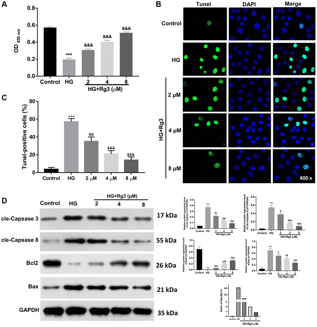 Rg3 induces proliferation and prevents apoptosis in HG-induced SV40 MES 13. HG-treated SV40 MES 13 were processed with 2, 4, and 8 μM Rg3. (A) Cell proliferation was monitored via CCK-8 in each group. (B) TUNEL analysis of cell apoptosis (Magnification, 200×). (C) Quantitative analysis of TUNEL results. (D) Western blot denoted the changes of cle-Caspase 3, cle-Caspase 8, Bcl2, and Bax expressions. ***P &&P &&&P  0.001 vs. HG group.