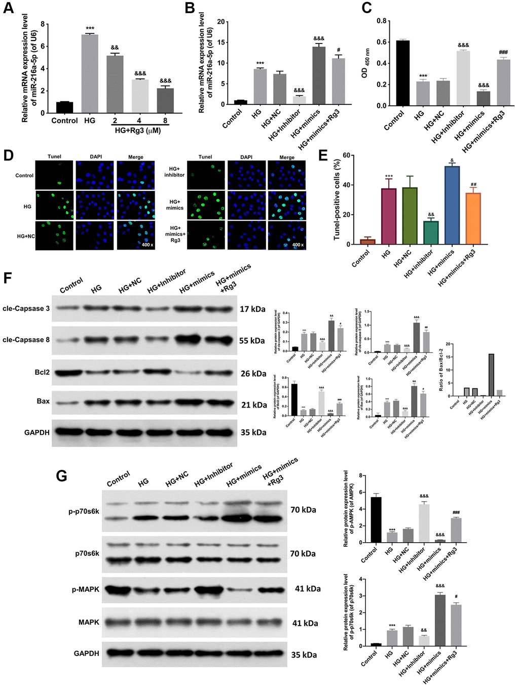 Rg3 enhances proliferation, attenuates apoptosis, and activates the MAPK pathway through the downregulation of miR-216a-5p in HG-induced SV40 MES 13. (A) qRT-PCR analysis for the evaluation of a miR-216a-5p expression in HG-induced SV40 MES 13 after processing with Rg3. (B) HG-induced SV40 MES 13 were transfected with miR-216a-5p inhibitor, miR-216a-5p mimics or NC, and treated with Rg3. The expression change of miR-216a-5p was identified by applying qRT-PCR. (C) CCK-8 assay for the examination of cell proliferation in SV40 MES 13 treated in the same way as B. (D) TUNEL staining revealed the change of cell apoptosis (Magnification, 200×). (E) TUNEL-positive cells were quantified. (F) The changes of cle-Caspase 3, cle-Caspase 8, Bcl2, and Bax expressions were confirmed through the application of western blot. (G) Western blot analysis of p-p70s6k, p70s6k, P-MAPK, and MAPK expressions in each group. ***P &&P &&&P #P ##P ###P 