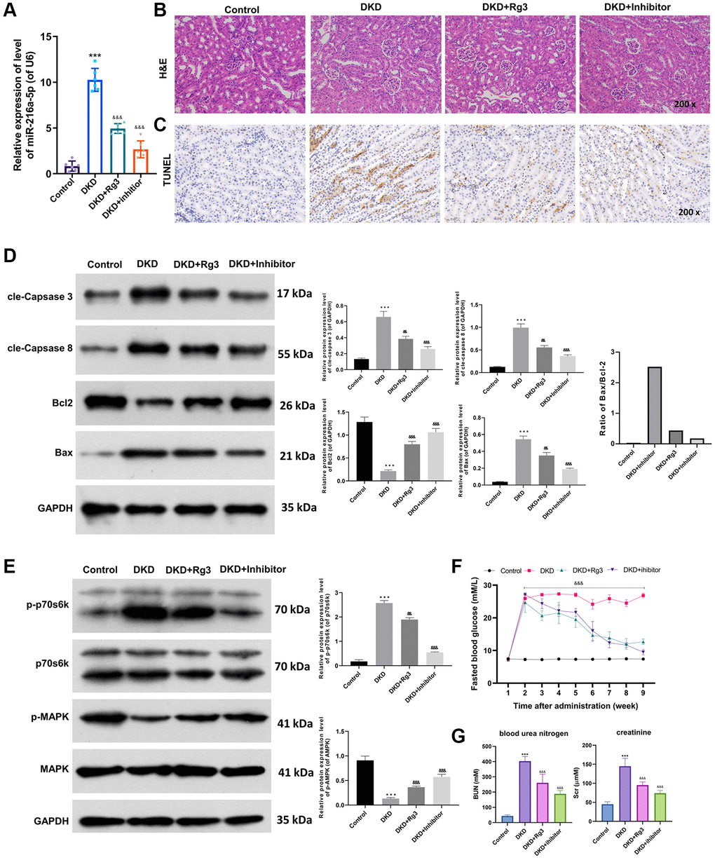 Rg3 or miR-216a-5p inhibition alleviates kidney injury, prevents apoptosis, and induces MAPK pathway in kidney tissues of diabetic model mice. And we first fed mice with STZ to build a mouse diabetes model, and then treated by oral gavage of the 20 mg/kg Rg3 for 8 weeks or injected with miR-216a-5p inhibitors through a tail vein (once a day for 3 days). (A) qRT-PCR was adopted to assess the change of miR-216a-5p in the mice kidney tissues. (B) H&E staining indicated the pathological change of kidney tissues (Magnification, 200×). (C) TUNEL staining for the confirmation of cell apoptosis (Magnification, 200×). (D) Western blot was applied to analyze the expression changes of apoptosis-related proteins. (E) Western blot showed the changes of p-p70s6k, p70s6k, p-MAPK, and MAPK expressions. (F) Fasting blood glucose. (G) Blood urea nitrogen and creatinine. ***P &&P &&&P 