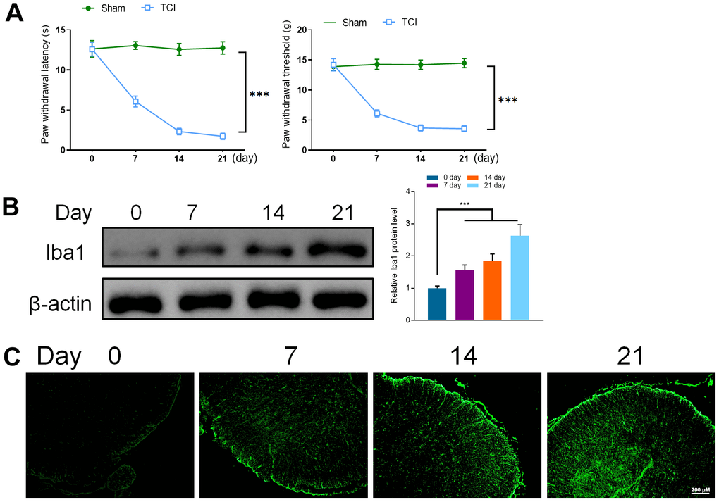 (A) Hind paw withdrawal reflex latency and threshold. (B) Western Blot detected the expression of Iba1 (0, 7, 14, and 21 days). (C) Immunofluorescence was utilized to detect the expression of Iba1 (0, 7, 14, and 21 days). Values were expressed as means ± SEM, n=8, *** P