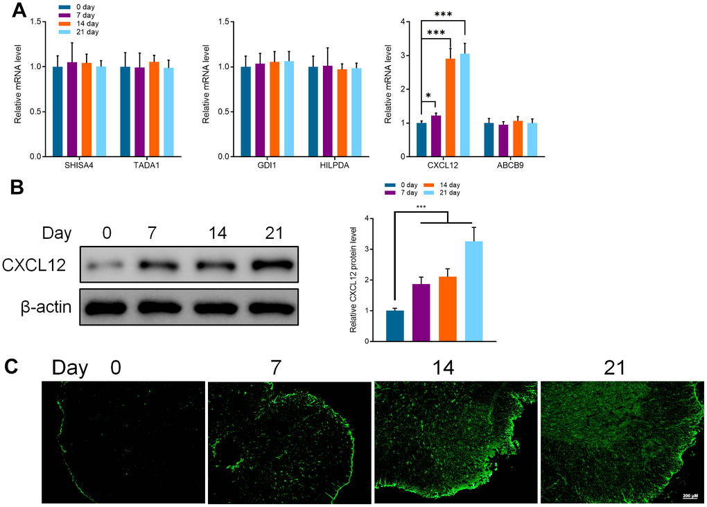 (A) qRT-PCR detected the mRNA expression of SHISA4, TADA1, GDI1, HILPDA, CXCL12, and ABCB9 in the spinal cord of mice at different periods (0, 7, 14, and 21 days). (B) Western Blot detected the protein expression of CXCL12 in the spinal cord of mice at different periods. (C) Immunofluorescence was used to detect the protein expression of CXCL12 in the spinal cord of mice at different periods (0, 7, 14, and 21 days). Values were expressed as means ± SEM, n=8, * PP