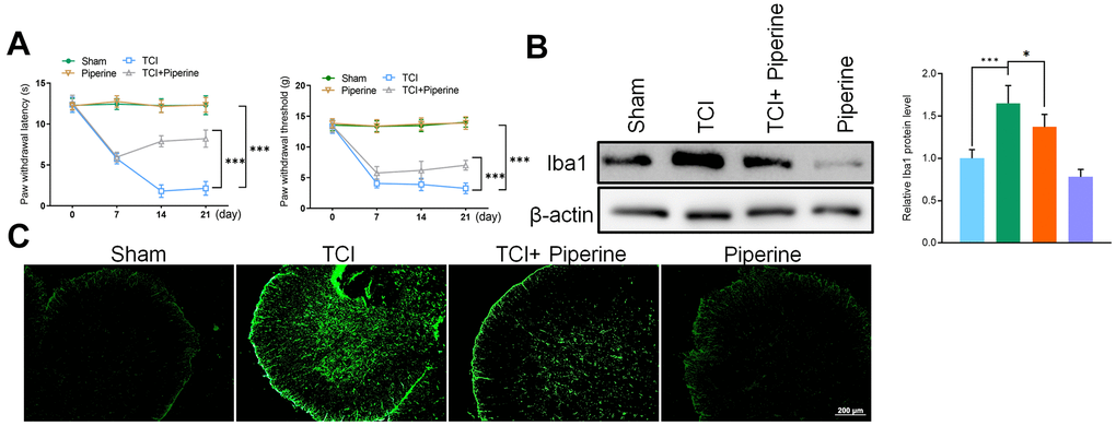 (A) Hind paw withdrawal reflex latency and threshold. (B) Western Blot detected the expression of the marker protein Iba1 in the spinal cord of mice. (C) Immunofluorescence detected the expression of the marker protein Iba1 in the spinal cord of mice. Values were expressed as means ± SEM, n=8, *** P