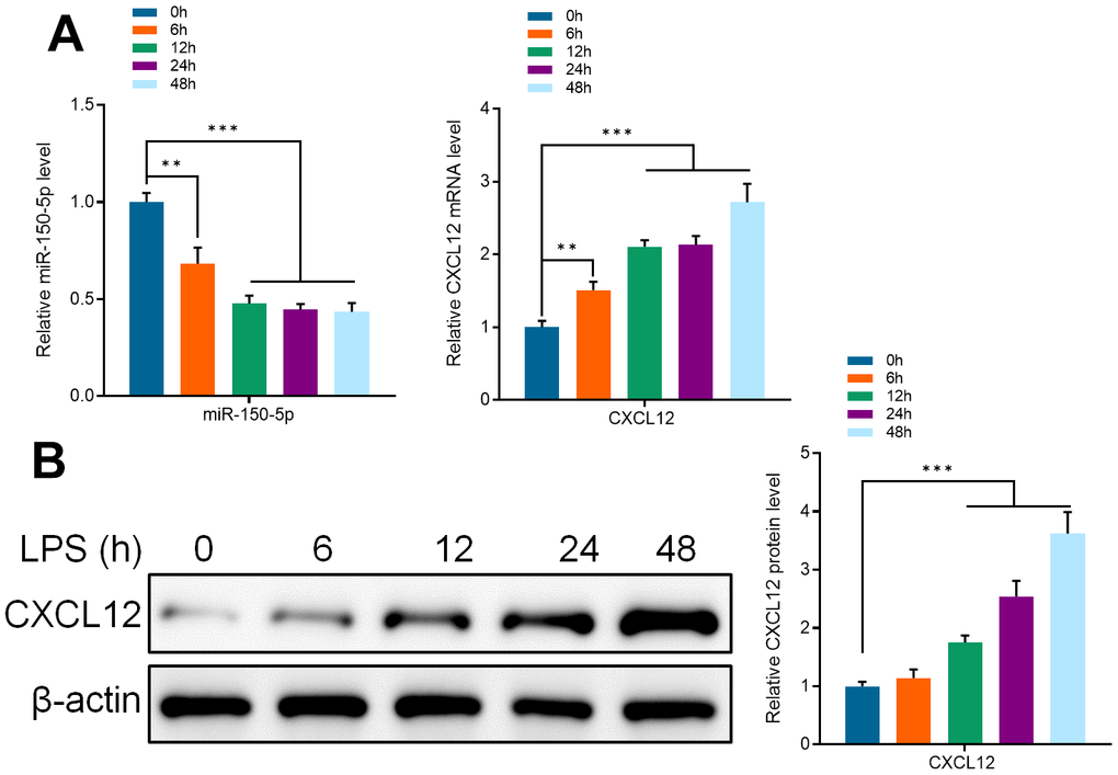 (A) qRT-PCR detected the expression of miR-150-5p and CXCL12 in microglia after incubating in LPS (1 μg/ml) for different periods (0, 6, 12, 24 and 48 hours). (B) Western Blot detected the protein expression of CXCL12 in microglia after incubating in LPS (1 μg/ml) for different periods. Values were expressed as means ± SEM, n=3, ** PP