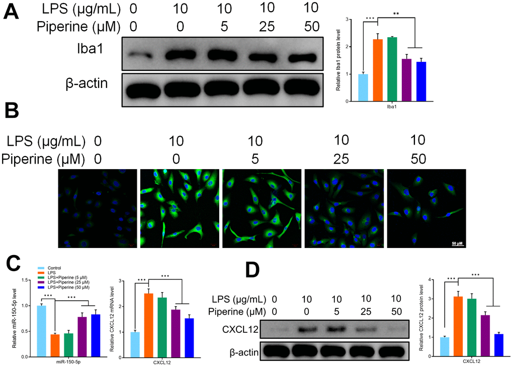 (A) Western blot detected Iba1 expression of different groups of mouse primary microglia. (B) Immunofluorescence detected Iba1 expression of different groups of mouse primary microglia. (C) qRT-PCR detected the expression of miR-150-5p and CXCL12 in different groups of mouse primary microglia. (D) Western blot detected CXCL12 expression of different groups of mouse primary microglia. Values were expressed as means ± SEM, n=3, ** P P 