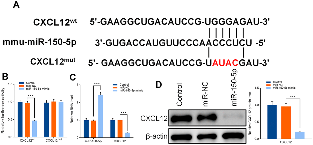 (A) Sequences of mmu-miR-150-5p and CXCL12-wild type (CXCL12WT) and CXCL12-mutant type (CXCL12MUT). (B) Dual luciferase assay was used to detect the activity of CXCL12 wild type (CXCLWT), CXCL12 mutant (CXCLMUT), and mir-150-5p overexpression vector (mir-150-5p mimic) after transfection into primary microglia of mice. (C) qRT-PCR was used to detect the expression of mir-150-5p and CXCL12 in mouse primary microglia after transfection of miR-NC and miR-150-5p. (D) Western blot was used to detect the protein expression of CXCL12 in primary microglia of mice after transfection of miR-NC and miR-150-5p. Values were expressed as means ± SEM, n=3, *** P 