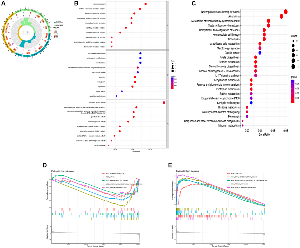 Functional enrichment analysis of DRG-lncRNAs. (A–C) GO and KEGG enrichment analysis of DRG-lncRNAs. (D) Pathways of enrichment of highly and lowly expressed genes in the high-risk group. (E) Pathways of enrichment of highly and lowly expressed genes in the low-risk group. Abbreviations: DRG-lncRNAs: disulfidptosis-related long non-coding RNAs; GO: Gene Ontology; KEGG: Kyoto Encyclopedia of Genes and Genomes.