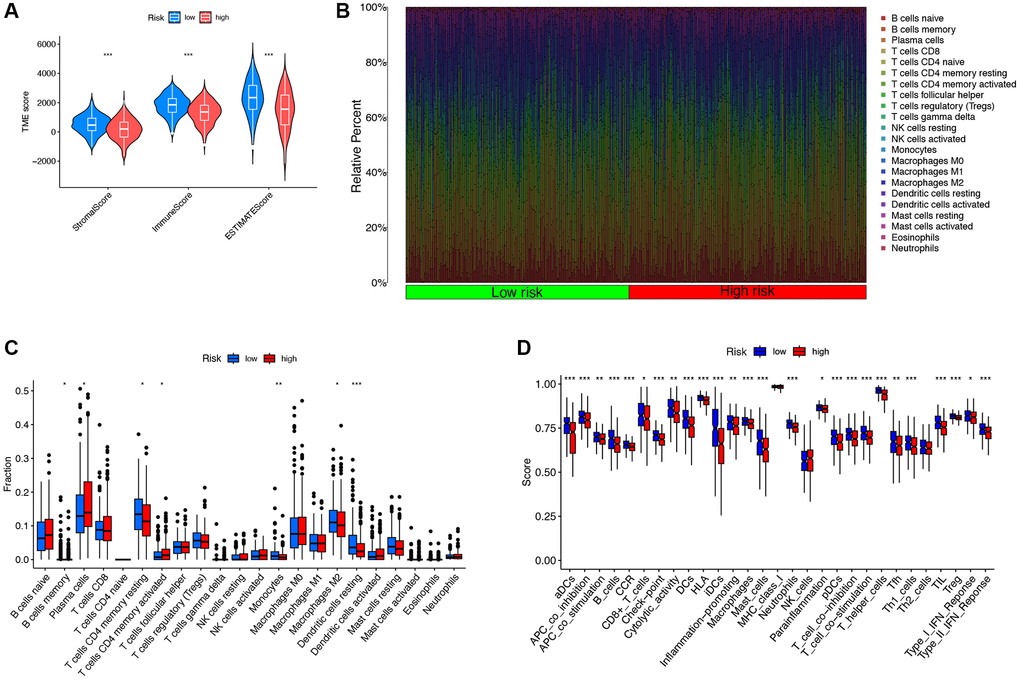 The correlation between DRG-lncRNAs and immune cell infiltration. (A) Results of differences in stromal cell score, immune cell score, and comprehensive score among LUAD patients under different risk groups. (B) Immune response heatmaps for high-risk and low-risk groups based on CIBERSORT, CIBERSORT ABS, XCELL, MCPcounter, QUANTISEQ, EPIC, and TIMER algorithms. (C) Abundances of infiltrating immune cells between high-risk and low-risk groups. (D) Differential expression of immune function scores between high-risk and low-risk groups. Abbreviations: DRG-lncRNAs: disulfidptosis-related long non-coding RNAs; LUAD: lung adenocarcinoma; TME: tumor microenvironment.