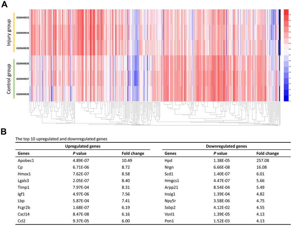Identification of the DEGs. (A) The heat map of the 416 DEGs. Changes in genes expression (P  1.0 or logFC B) The top 10 upregulated and downregulated genes.