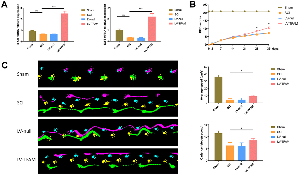 TFAM might regulate gene transcription of IGF1 and effected alterations in the function recovery of rats after SCI. (A) IGF1 and TFAM was significantly down-regulated after SCI. (B) BBB scale was performed for assessing motor recovery of rats hind limbs after SCI. (C) Gait footprints were recorded at 35 days post-injection and there were significant improvement in the TFAM-overexpression group in average speed and cadence (steps/second) compared with SCI group.