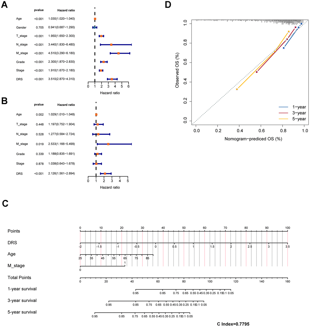 Construction of a prognostic nomogram based on clinical features and DRS. (A, B) Analysis of DRS and other clinical characteristics of TCGA-KIRC patients based on univariate and multivariate Cox models. (C) Use of DRS and other clinical features of patients with ccRCC to construct a prognostic nomogram for the training cohort. (D) Calibration curve analysis validating the stability of the model (1 year: blue; 3 years: red; 5 years: green).