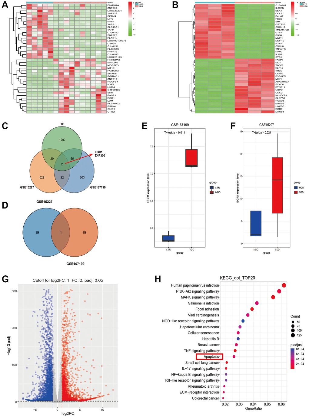 Abnormally expressed genes associated with IVDD identified using the GSE167199 and GSE15227 datasets. (A, B) Heatmap of all differentially expressed genes in degenerative intervertebral disc and nondegenerative intervertebral disc tissues from the GSE167199 and GSE15227 datasets. (C) Venn diagram showing the two selected transcription factors. (D) early growth response protein 1 (EGR1) was identified as a key gene. (E, F) EGR1 expression was analyzed by using the GSE167199 and GSE15227 datasets. (G) A volcano plot was created using RNA-seq data to show differentially expressed genes. (H) Bubble chart showing the KEGG pathway analysis of the RNA-seq data.